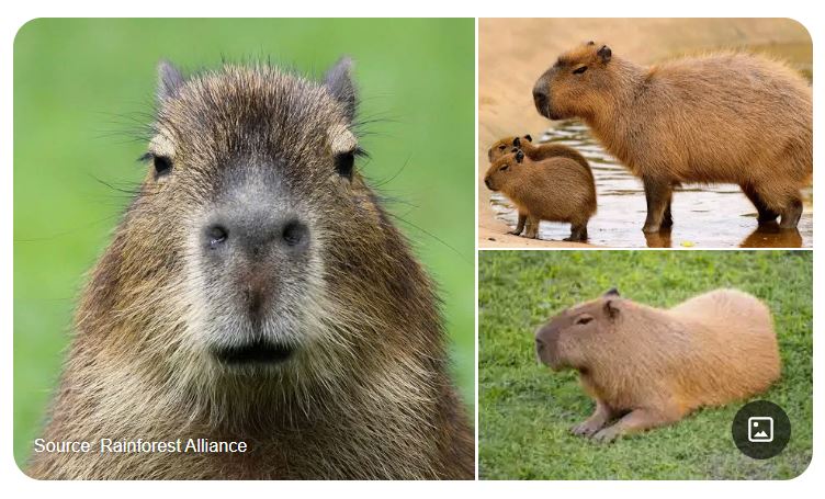 Capybara | Description, Behavior, & Facts