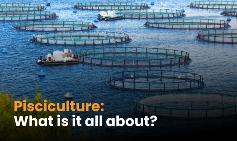 PISCICULTURE Definition & Meaning